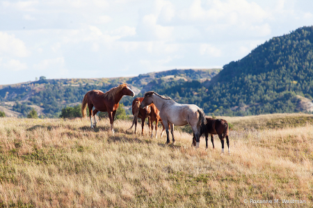 Wild Horses 8 2019