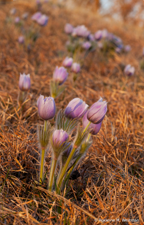 North Dakota pasque wildflower